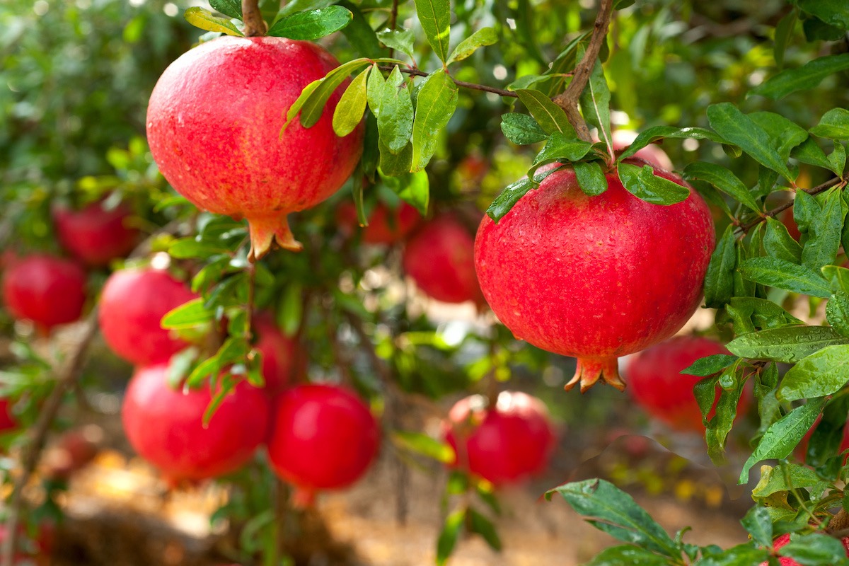 ripe pomegranate fruit on tree branch