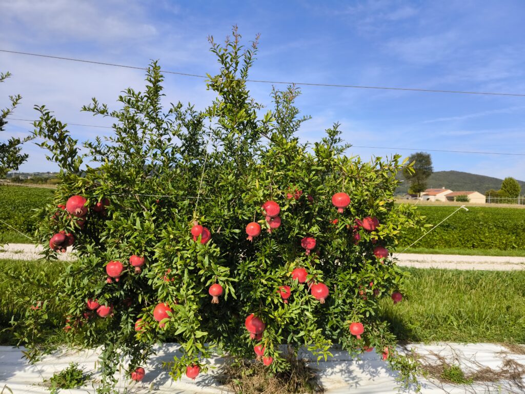 Cichellero img 20250907 094756