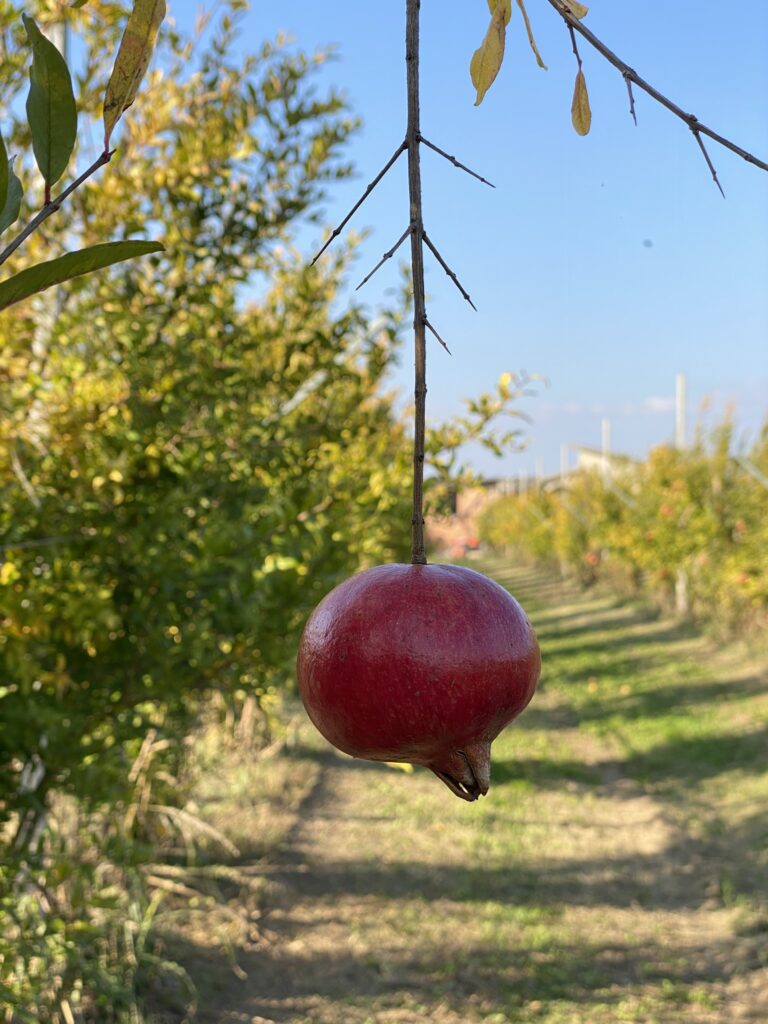 img 7569