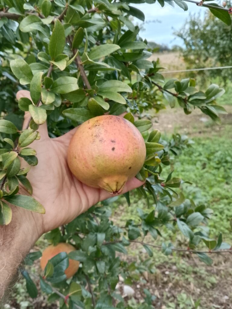 varietà mollar de elche