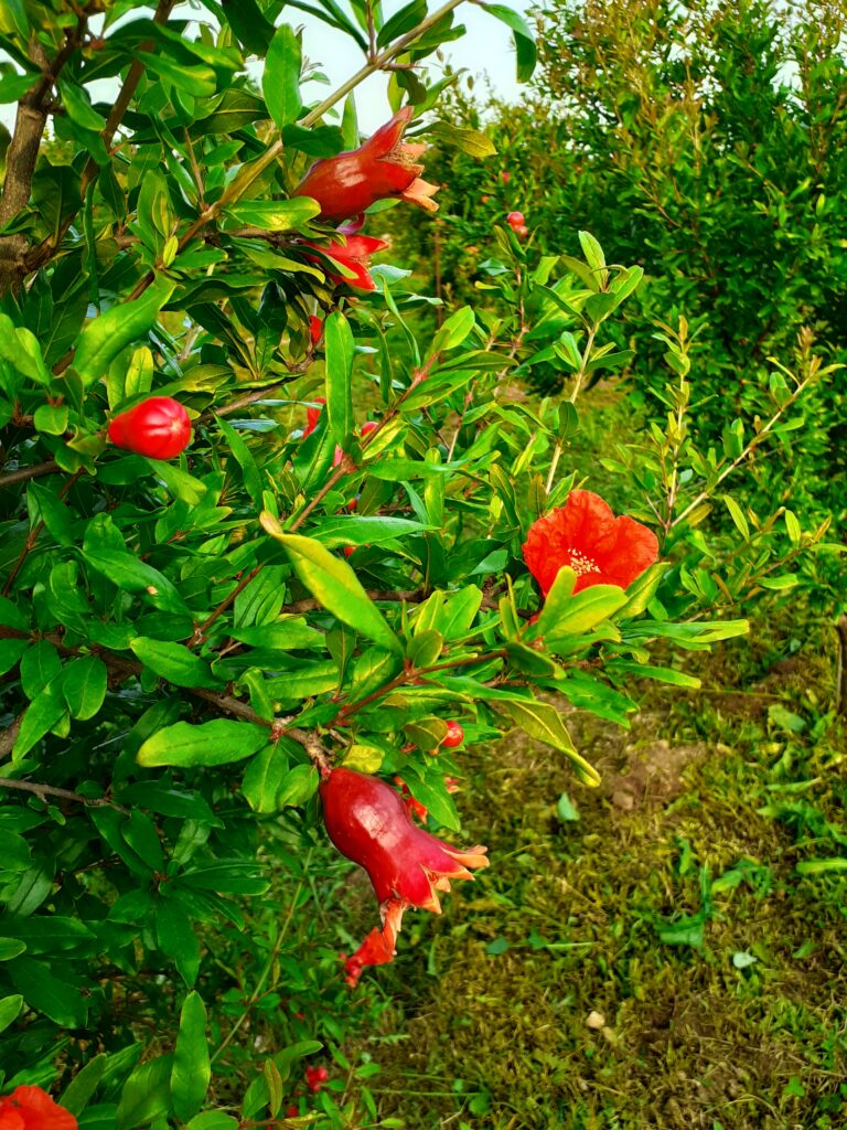 fiori allegati