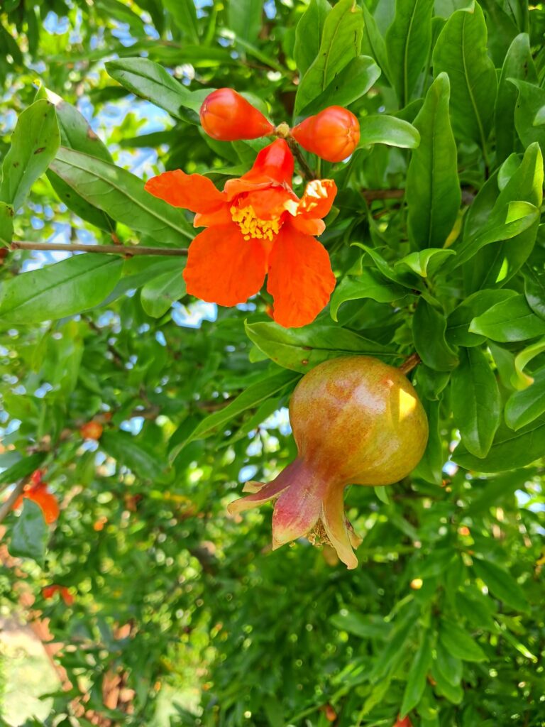 fiori e frutticini 