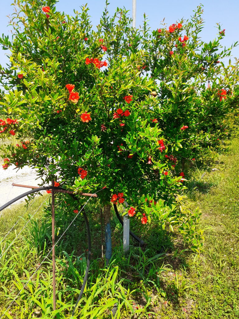 fioriture