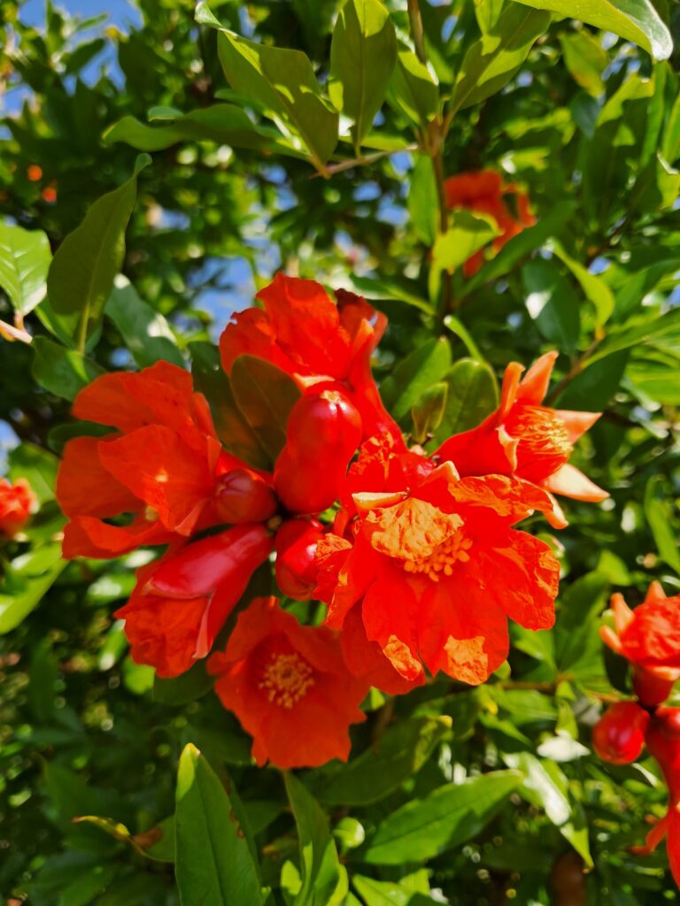 la primavera nei melograni 