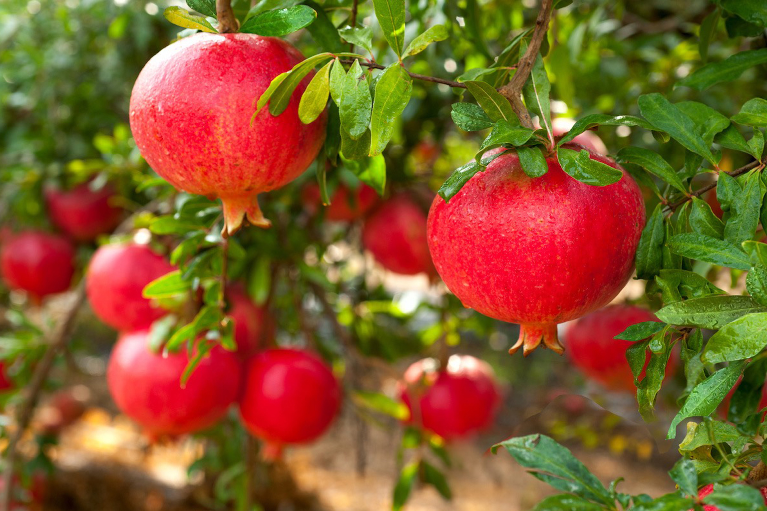 Home ripe pomegranate fruit on tree branch